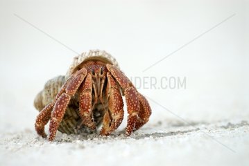 Hermit crab on the island of Huon