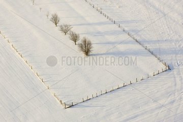 Alignment of trees in a field covered with snow in the Moselle