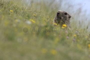 Marmot Alpine in the grass Pyrenees Spain