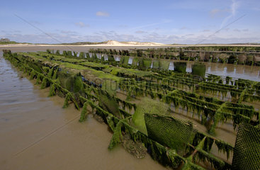 Sylt  oyster beds