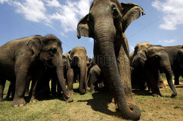 Pinnawela elephant orphanage