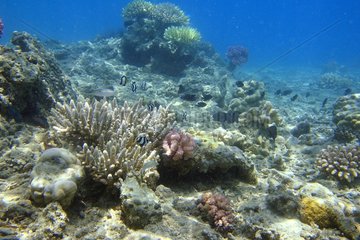 Landscape of coral reefs Mayotte