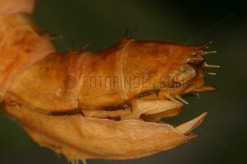 Tip of the abdomen of a Stick Insect in a breeding