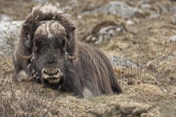 Muskox resting in the tundra at spring Norway