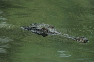 Crocodile d'eau douce nageant Territoire du Nord Australie