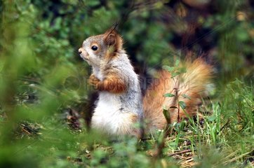Eurasian red squirrel at spring Finland