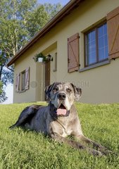 Erwachsener deutscher Hund im Gras vor einem Haus liegt