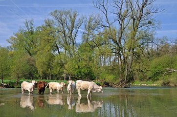 Charolaise cows into Allan river to Allenjoie Franche-Comte