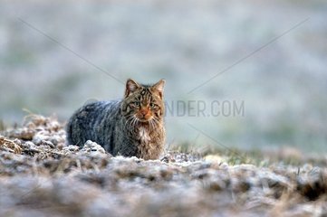 Chat sauvage en hiver Vosges France