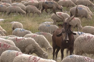 Tagged Sheep herd and He-goat in Vercors France
