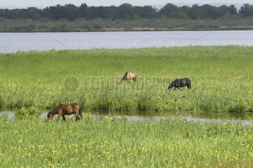 Pferde  die im Marais Vernier Eure Frankreich weiden