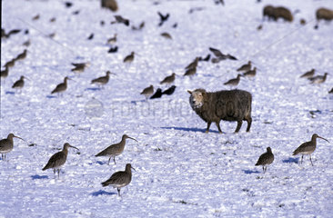 Texel  wintertime  curlews with sheep
