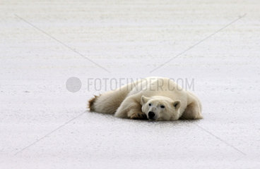 Manitoba  Churchill region  a lone male polar bear waiting for the ice of the Hudson Bay to freeze over