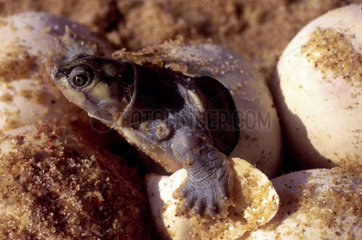 Green turtle hatching from the egg. Amazon  Brazil. Green turtle hatching from the egg. Amazon  Brazil.