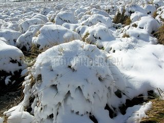 GrasbÃ¼schel unter Gefrieren im Winter mit Aubrac