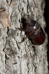 European Rhinoceros Beetle on the bark of a tree