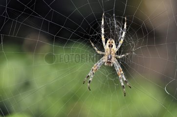 Cross Orbweaver in seinem Netz in einem Gartenkorreze Frankreich
