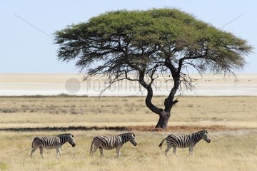 Burchell's zebras in front of the Etosha Pan Namibia