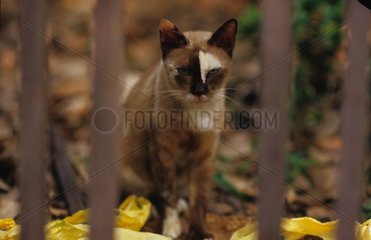 Rinnenkatzen hinter einem Thailand -Zaun