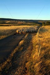 Schafherde  die zum Lozère France Sheepfold zurückkehrt