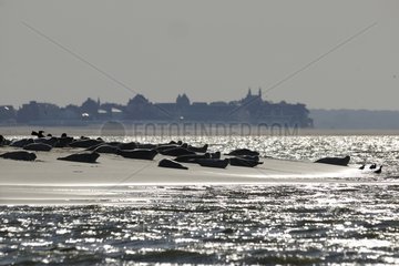 Robbes in der Bucht von Somme am Strand