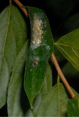 Nest leer aus Tiger gestreiftem Blatt Frosch Französisch -Guayana