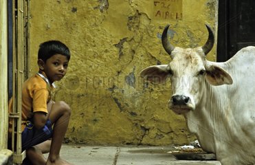 Heilige Kuh und Junge in den Straßen von Vârânaçî India