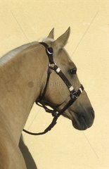 Horse palomino race Arabe-Barbe wearing a leather halter