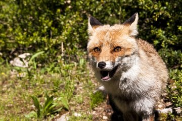Porträt eines roten Fuchs NRP von Lubéron Frankreich