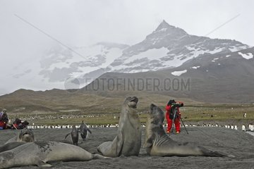 Colony of Southern elephant seals and animal photographers