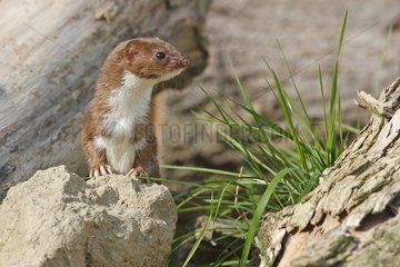 Least weasel standing on a stone Great Britain