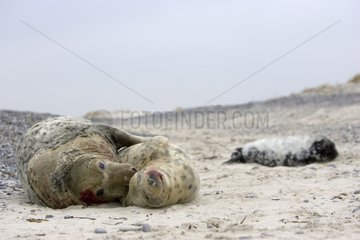 Mating of gray Seals on a beach Germany
