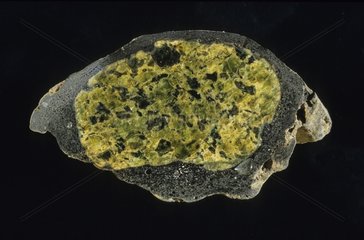 Peridotite enclave in basalt stone Ardèche