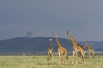 Masai giraffes in the savannah Masai Mara Kenya