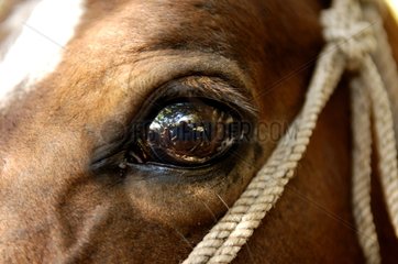 Reflections in the eye of a horse