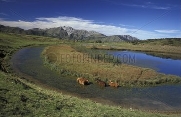 Pferde in einem Fluss und See von Soum Pyrénées Frankreich