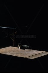 Schwarz -WeiÃŸ -Katze schlafende Burma