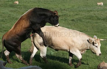 Cow and bull mating