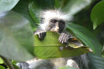 Portrait of a young Zanzibar red colobus eating a leaf