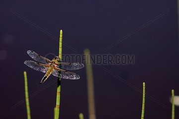 Libelle mit vier Fleckensee von Bressou France