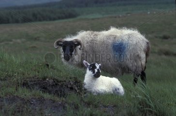 Suffolk Schafe und sein Connemara Irland Lamm