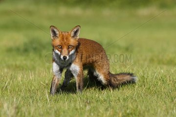 Red fox standing in a meadow in autumn GB