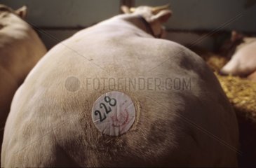 Animal for slaughter contest at an agricultural fair France