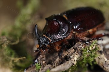 European rhinoceros beetle on a stump