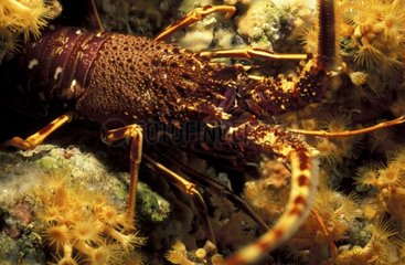 Porträt von Méditerranée France Red Lobster