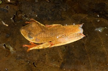 Map Treefrog on a dead leaf French Guiana