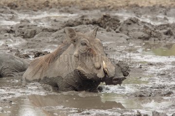 Mud Bath of Desert warthog South Africa
