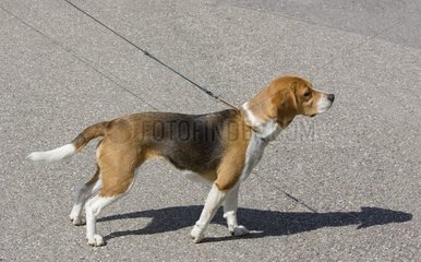 Portrait de Beagle en laisse pour une promenade sur la route
