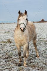 Horse in a frozen field Sotteville France
