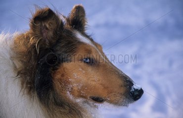 Porträt eines Hundes Collie aus Profil [at]
